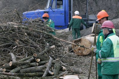 Medis lietuviui, anot arboristo, vis dar yra tik lentų ir malkų šaltinis