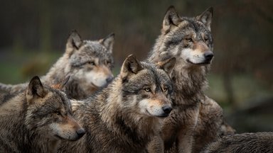 Ieškoma būdų, kaip reguliuoti kormoranų ir probleminių vilkų gausą