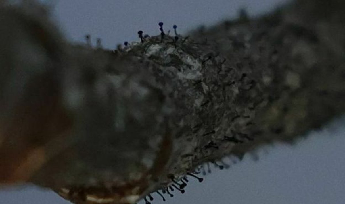 Phaeocalicium populneum – nauja rūšis Lietuvai, aptikta 2025-01-03 ant balzaminių tuopų Labanoro regioniniame parke