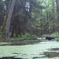 Gamtos tyrinėtojai Lenkijos miške užfiksavo retų juodųjų vilkų porą