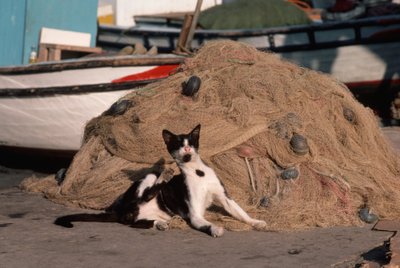 Katė, tinklai