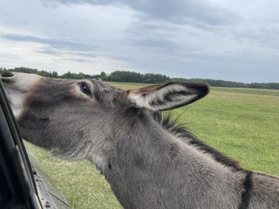 Safari parkas Anykščiuose