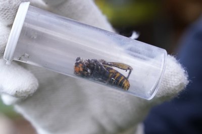 Didžioji Azijos širšė aukai suleidžia didelę dozę nuodų ir sukelia nepakeliamą skausmą. Scanpix/Shutterstock nuotr.