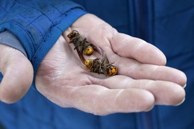 Didžioji Azijos širšė aukai suleidžia didelę dozę nuodų ir sukelia nepakeliamą skausmą. Scanpix/Shutterstock nuotr.