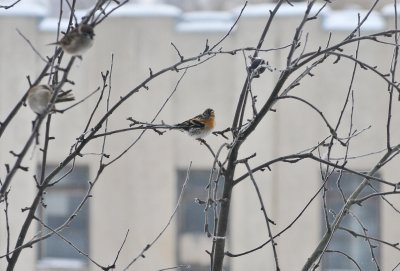 Šiaurinis kikilis  (Fringilla montifringilla) – žvirblio dydžio. Galva ir sprandas juosvi, krūtinė oranžinė, pilvas juosvas. Retai žiemoja Lietuvoje. Lesa grūdus, kruopas