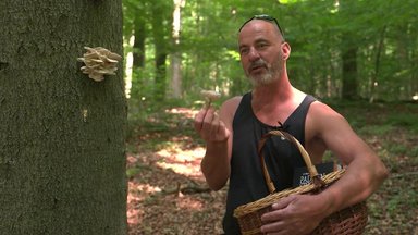 Ekspertas paaiškino, kokius grybus saugu rinkti miškuose