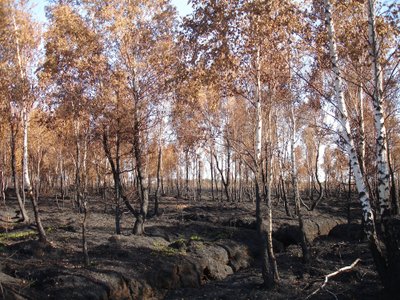 Nusausinta pelkė po gaisro