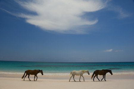 Harbour Island, Bahamai