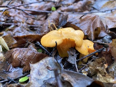 Grybų skoniu džiaugėsi