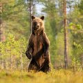 Iš Baltarusijos atėjo dar viena meška: pasuko į šalies gilumą