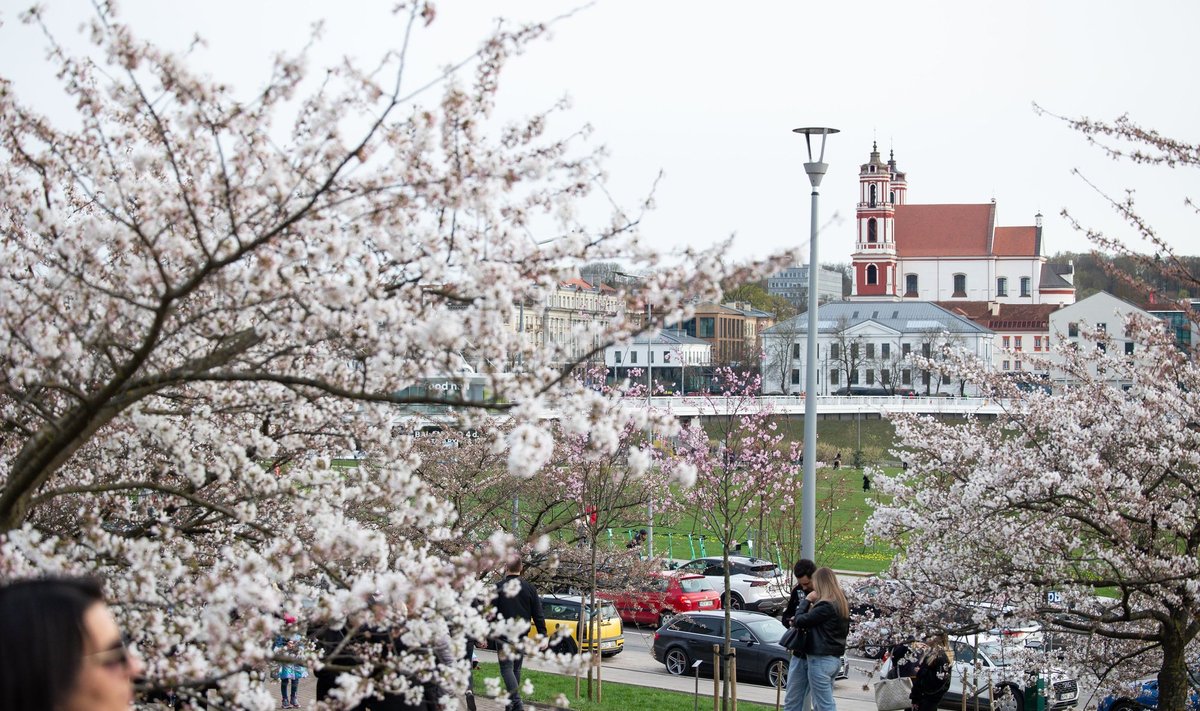 Vilniečiai džiaugiasi pražydusiomis sakuromis