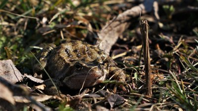 Suaktyvėję varliagyviai - pavasario pranašai