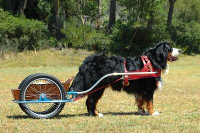 Berno zenenhundų veislės šunys - universalūs darbininkai