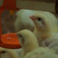 Kaip paukščių gerovė lemia mūsų kasdienio maisto kokybę?