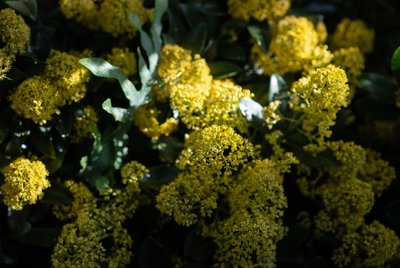 Kretingos Žiemos sodas