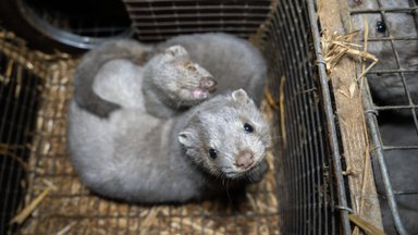 Kailinių žvėrelių draudimą vėlinti siūlantis Pranckietis: verslui numatytos kompensacijos yra nepakankamos