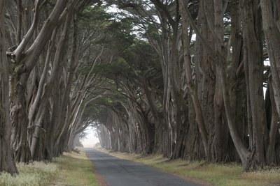 Point Reyes, Kalifornija (JAV)