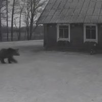 Užfiksuota, kaip meška vaikštinėja po žmonių kiemą