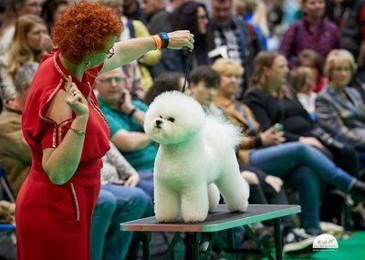 Janita J. Plungė ir garbanotasis bišonas Tauro Misoko