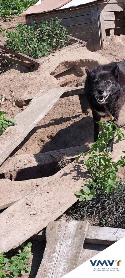 Valstybinės maisto ir veterinarijos tarnyba patikrino, kaip ūkininkas Alytaus rajone elgiasi su gyvūnais