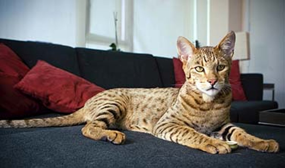 Kate Leopardas Turtuoliai perka naminius leopardus - Delfi mokslas