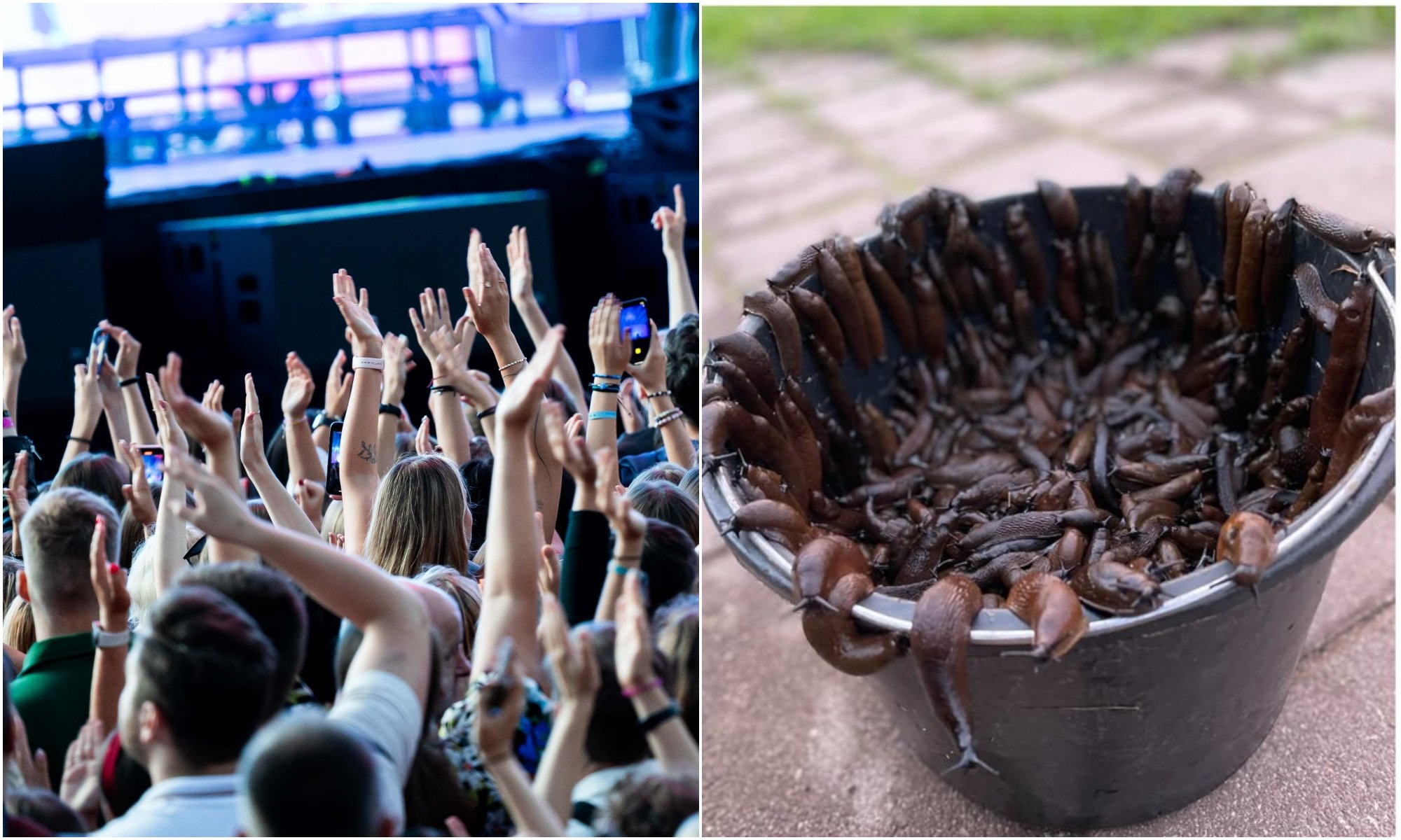 Not a joke: Festival ticket price is a jar of slugs