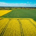Laukus tręšiantiems tik mėšlu ir (ar) srutomis, tręšimo planų nereikia