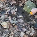 Policija demaskavo narkotikų prekeivius „Telegram“ kanale, rasta 14 slaptaviečių su kvaišalais