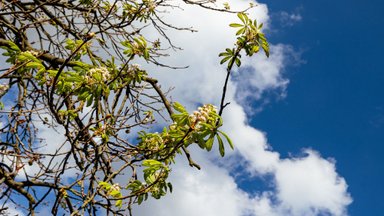 Savaitgalį laukia sausesni ir malonesni orai