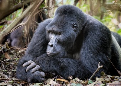 Bvindi neįžengiamojo miško nacionalinis parkas, Uganda