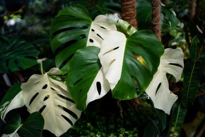 Monstera „Albo Borsigiana“