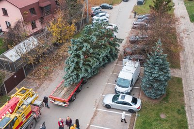 Kalėdų eglė iškeliauja į Vienybės aikštę