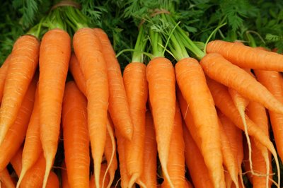 Bunches of colorful orange carrots with green tops held together with elastic bands. Selective focus with space for text.