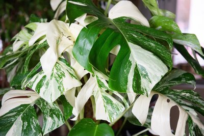 Monstera „Aurea“ (dar vadinama „Marmorata“)