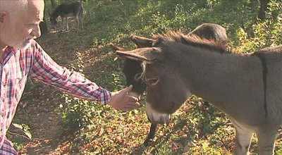 Eriko Laicono ekologiškas gyvulių ūkis