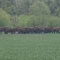 Ūkininkai Lietuvoje piktinasi stumbrų padaryta žala turtui: siūlo retinti juos šaudant