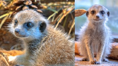 Vilniaus zoologijos sode gimė surikatų jaunikliai