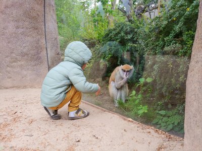 Kelionė namo ir Leipcigo zoologijos sodas