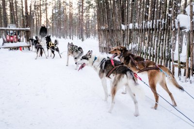 Akimirka iš ankstesnių kelionių į Laplandiją