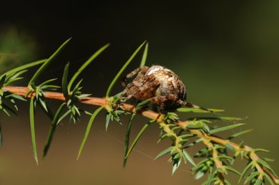 Voro kryžiuočio į rankas geriau neimti