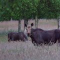 Неожиданная встреча после заката на взморье