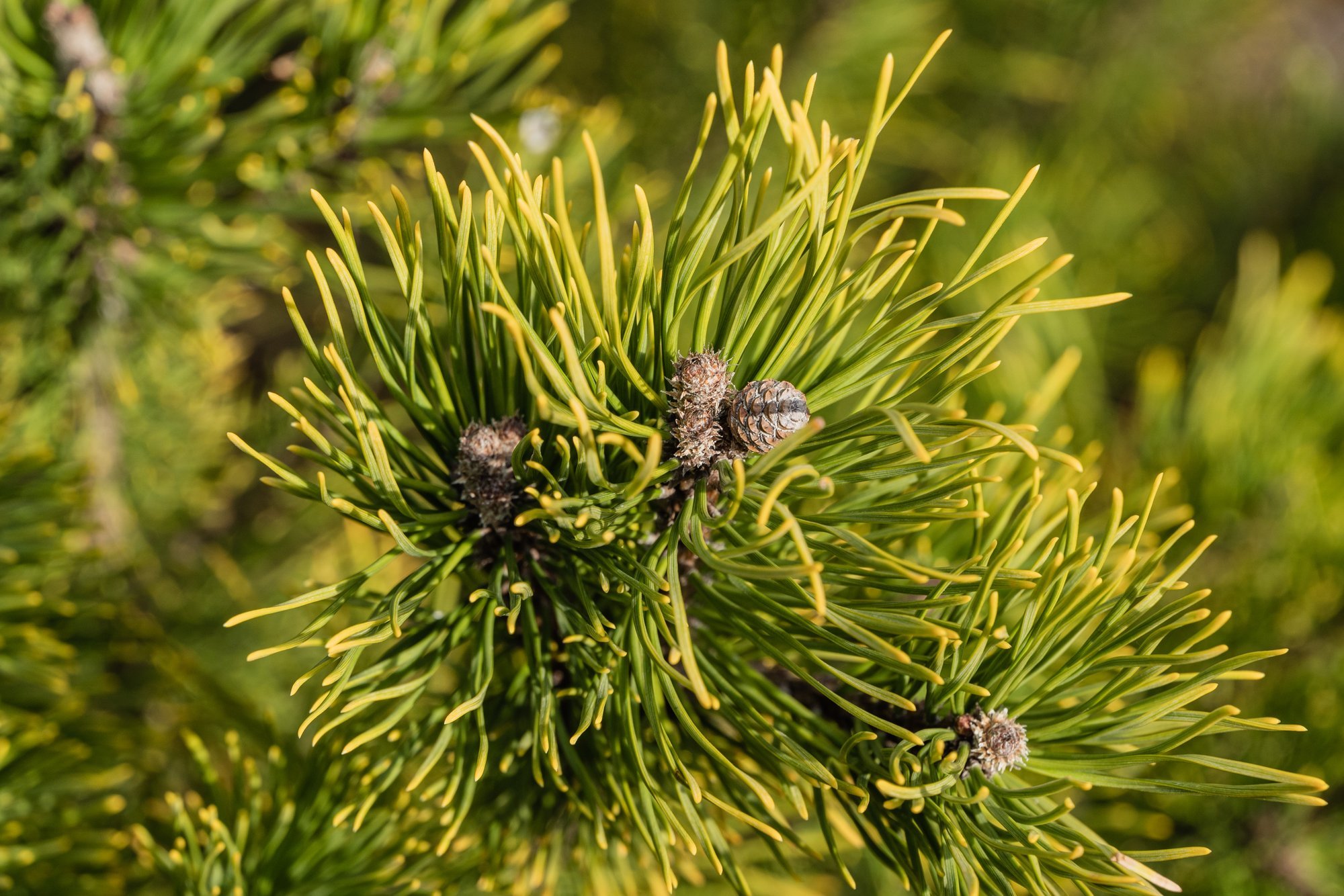 Six Evergreen Plants That Should Not Be Pruned: They May Not Regrow