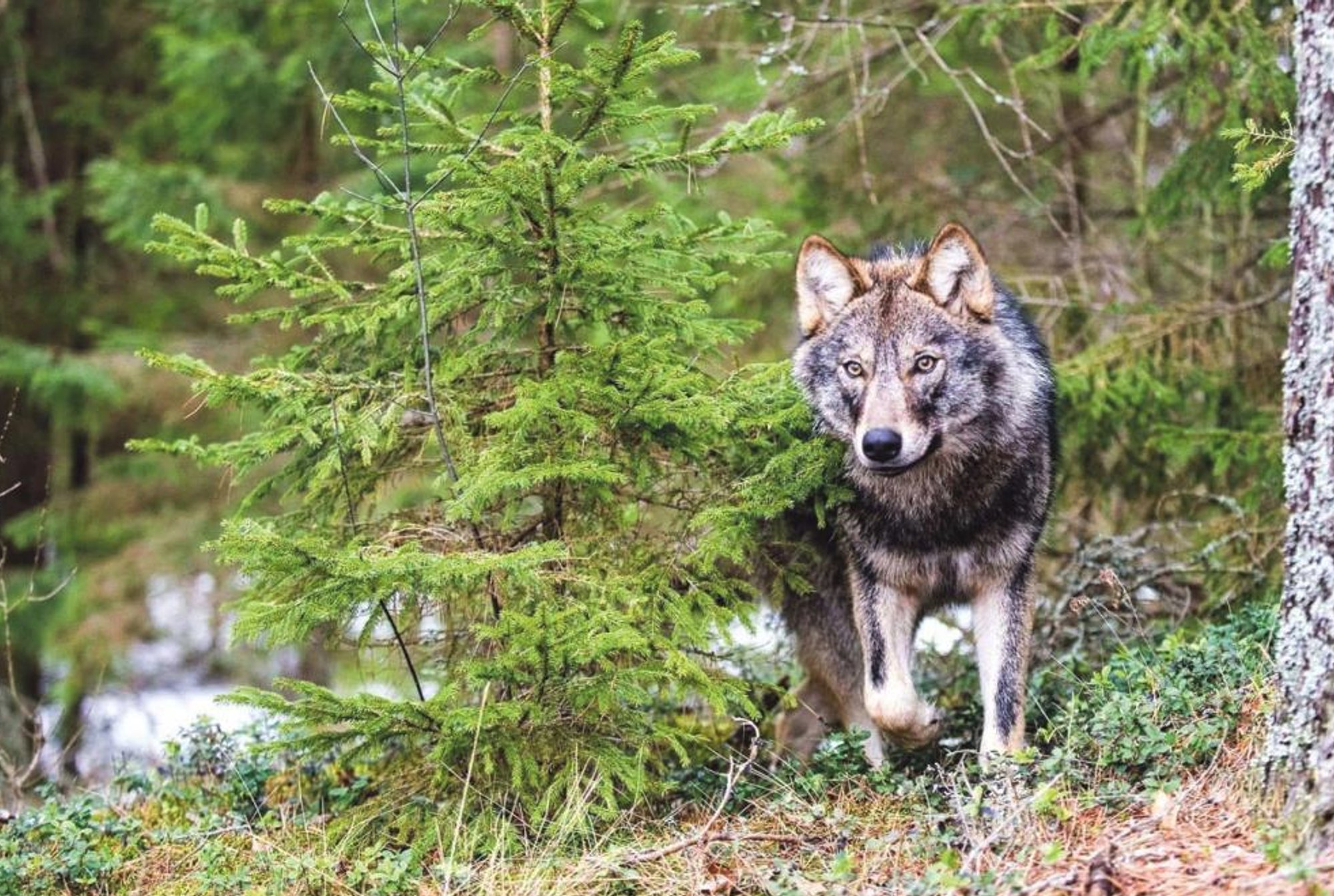 Vilkai nieko nebijo – eina į sodybas pas žmones, ko jie ten ieško ...