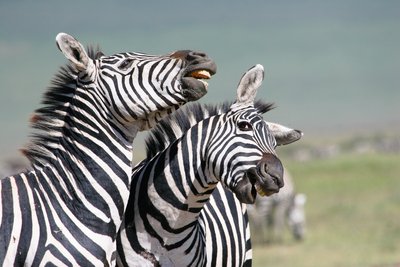 Zebrai