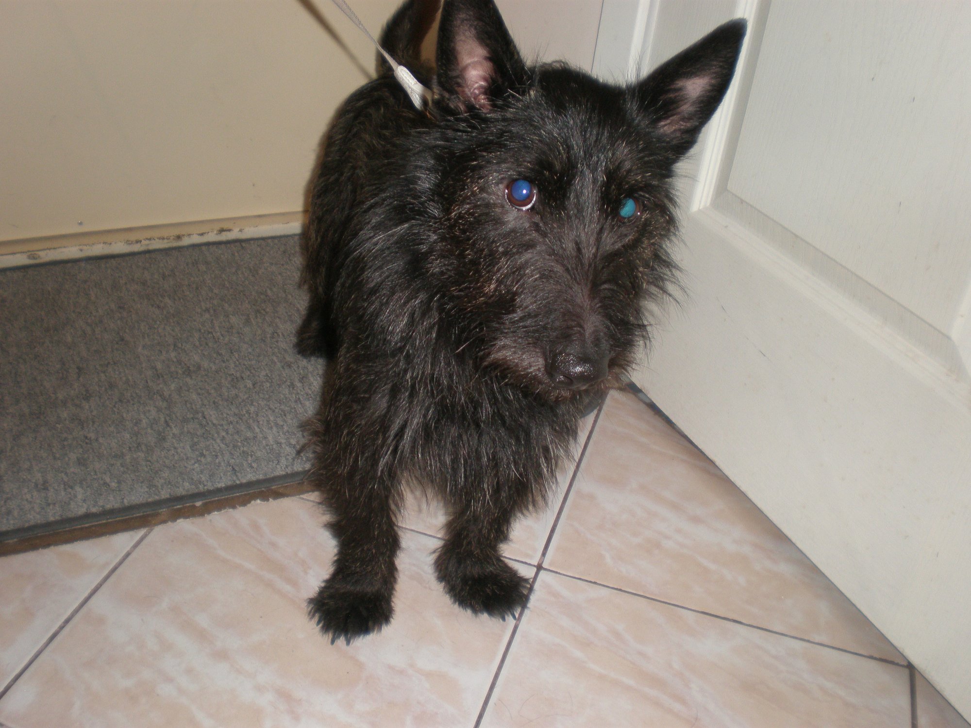 Karoliniškėse rastas šuo - Delfi kartu