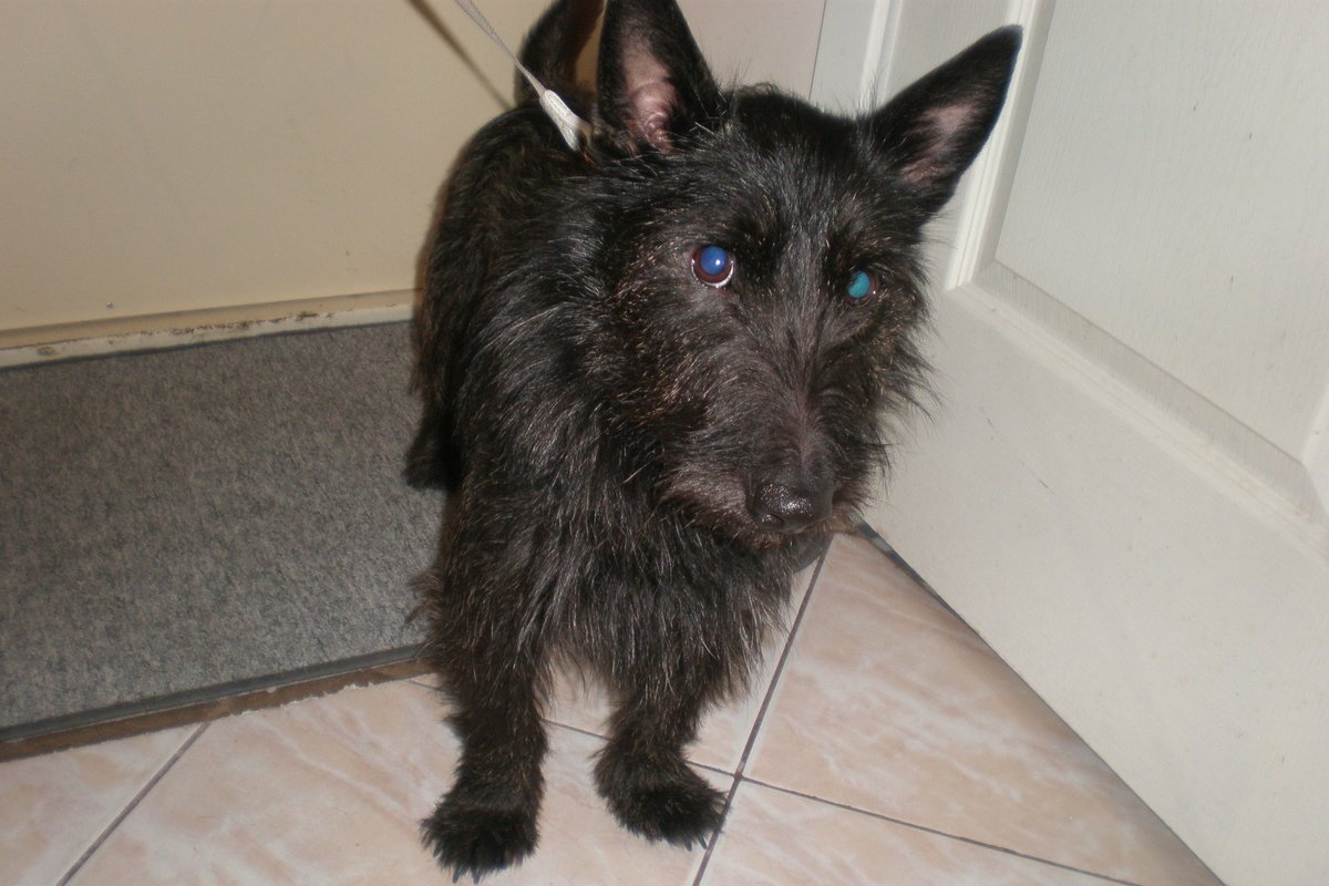 Karoliniškėse rastas šuo - Delfi kartu