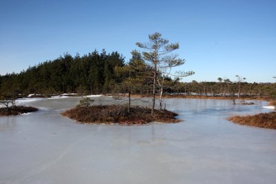 Aukštumalės pelkė