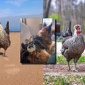 Višta Neko – Kristinos augintinė, stebinanti aplinkinius: moka savo vardą, gamtinius reikalus atlieka dėžutėje, kartu keliauja 