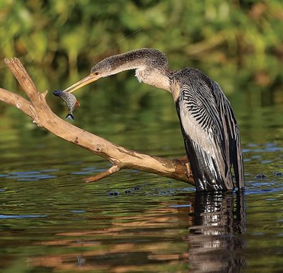 Amerikinis žalčiagalvis (Anhinga anhinga)