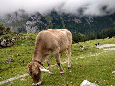 Šveicarija, Grindelvaldas